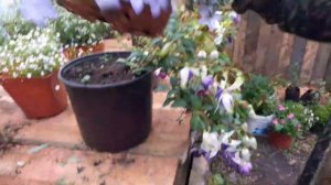 ОБЗОР ТЕПЛИЦЫ 26 .О9. 2020.