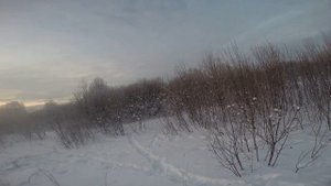 Охота на зайца в глубокий снег с русско пегой гончей