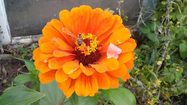 Яркое и красивое цветение циний в саду смотреть онлайн