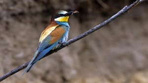 Пение птиц - щурка (пчелоедка)