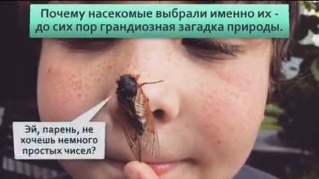 Цикады Тайна поющих цифр  Почему насекомые используют циклы именно из простых чисел 7,11,13,17
