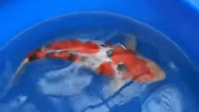 Jinbei Sanke, 50cm, S$6,800 смотреть онлайн