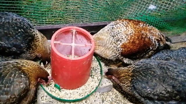 Порода кур Билефельдер / Нужны ли вам такие куры? / Мой личный опыт в содержании породы смотреть онлайн