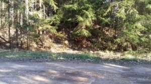 Стая кабанов