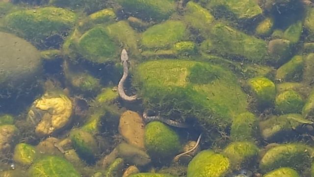 Мимо шла и змею нашла # Змеиное гнездо:) смотреть онлайн