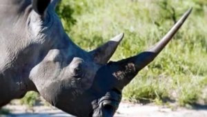 НОСОРОГ ИНТЕРЕСНЫЕ ФАКТЫ