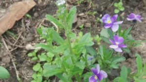 Делаю клумбу  неприрывного цветения в ограде. Какие цветы посадила в тени, северная сторона.