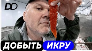 КАК ДЕЛАЮТ КРАСНУЮ ИКРУ? ПУТИНА И ПЛАВУЧИЙ ЗАВОД В ЗАЛИВЕ СЧАСТЬЯ! ГДЕ САМАЯ СВЕЖАЯ ИКРА И РЫБА?