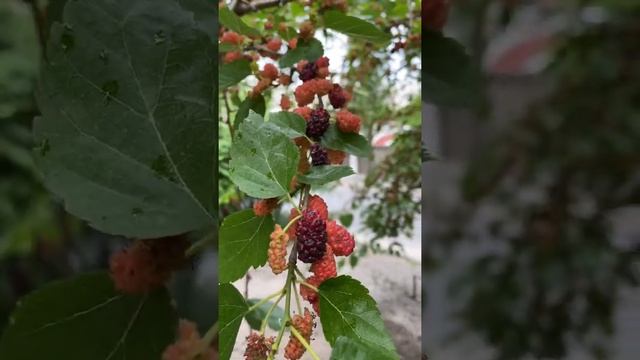 Шелковица или тутовое дерево или Тутовник смотреть онлайн