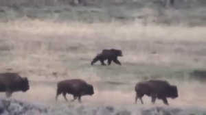 Медведь гризли ловит бизона