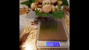 Сорт белой клубники "ЛЕБЕДУШКА". ???Аллергия теперь не помеха. На здоровье! ???