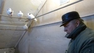 Гусь-Хрустальный, голуби  Геннадия Васильевича Дубасова.