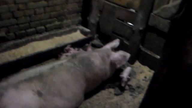 Как правильно подсадить поросят под свиноматку.