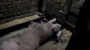 Как правильно подсадить поросят под свиноматку.