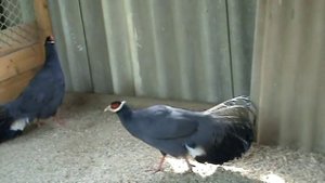 СИНИЙ УШАСТЫЙ ФАЗАН, CROSSOPTILON AURITUM