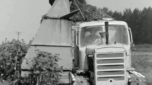 1976 год. Нижнетавдинский район. Заготовка кормов