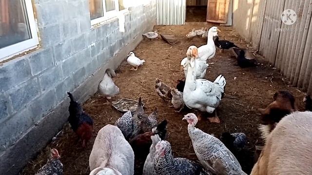 Куры которые несут цветные яйца