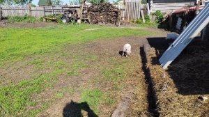 Выгодно ли держать свиней для себя и на продажу. Свиноводство в деревне.