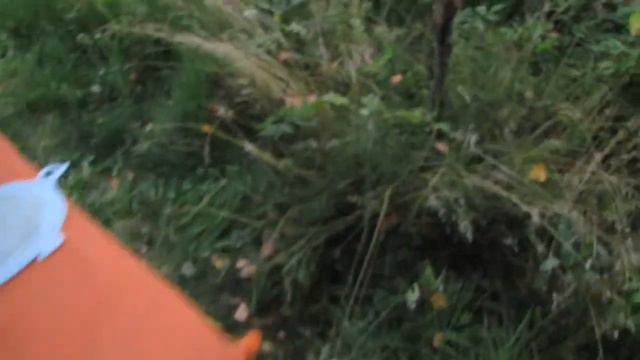 06.08.20 Ночёвка с семьёй на Лахме смотреть онлайн