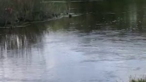 Ловля голавля на малых реках