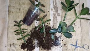 Обрезка Толстянки, Денежного дерева, Крассулы, чтобы сформировать красивую пышную крону
