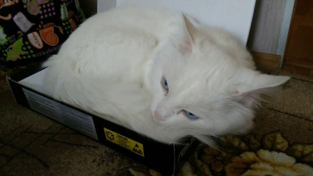 Все коты любят коробки | Размер коробки не важен смотреть онлайн