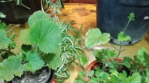 Когда лучше черенковать королевська пеларгонию