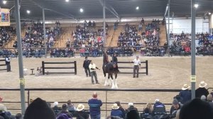 $100,000 Clydesdale Stallion at Topeka!