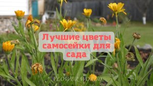 Лучшие цветы самосейки для сада (или топ цветов самосевок)?