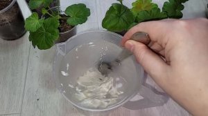 ПОДКОРМИ и листья у ГЕРАНИ станут зелеными и активно начнут расти, дешево и эффективно