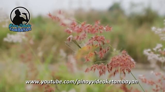 Wildflower - Skylark KARAOKE VERSION