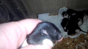 Двухнедельные крысята!