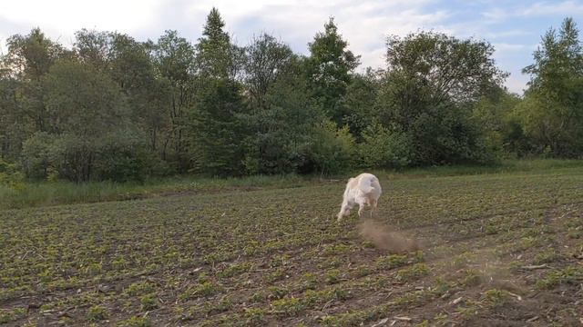 Dogs in slow motion #6. Русская псовая борзая / Borzoi