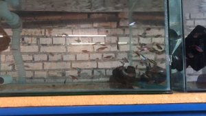 Обзор аквариумной фермы. Рыба заходит в нерестовой цикл. Боелка Фредкоха.