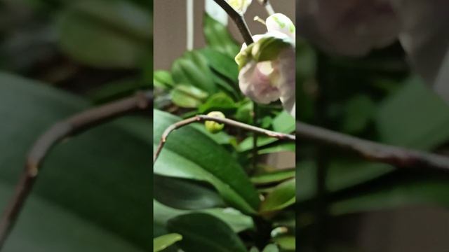 фаленопсис сакура зимой смотреть онлайн