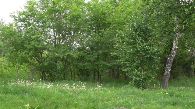 САДЫ И ПАРКИ ИРКУТСКА