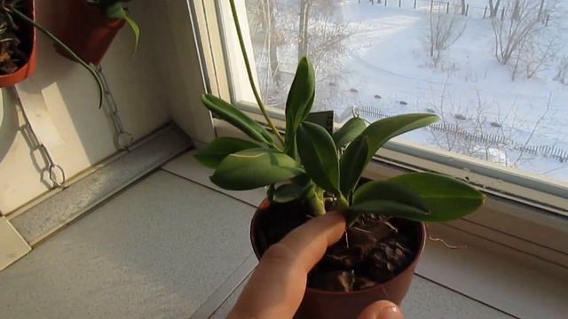 Цветение орхидеи ионоцидиум (Ionocidium Popcorn 'Haruri') смотреть онлайн