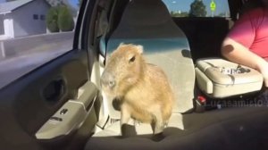 КАПИБАРА ЕДЕТ ПОД  КОМАРОВО ФОНК РЕМИКС 1 ЧАС