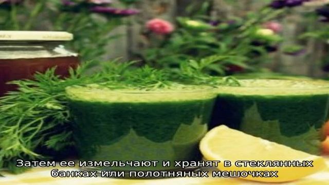 Невероятные лечебные свойства морковной ботвы: рецепты и противопоказания