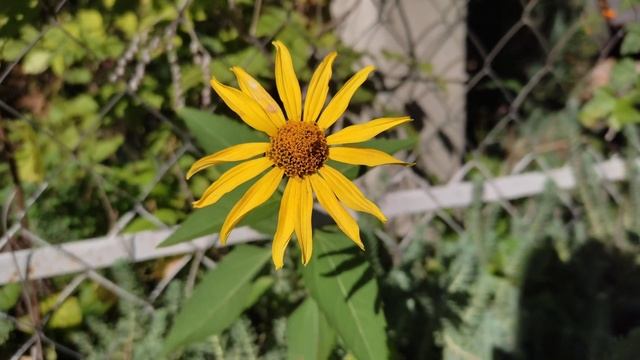 Как выглядит Гелиопсис? смотреть онлайн