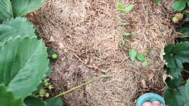 Клубника. Сбор ягод. Дача смотреть онлайн