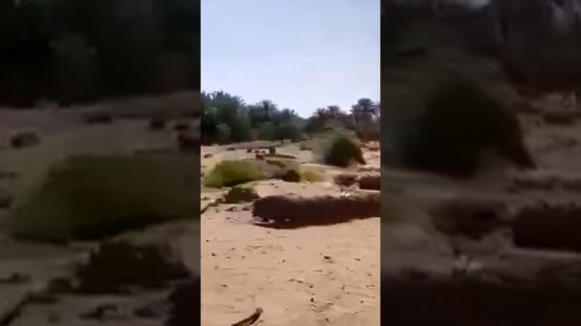 Masjid Al-Arish смотреть онлайн