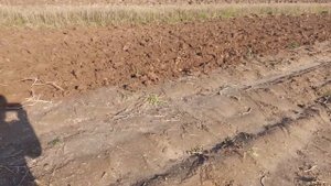 Внесение калийных удобрений осенью. Самодельный культиватор к МТЗ 132. Посев сидерата.