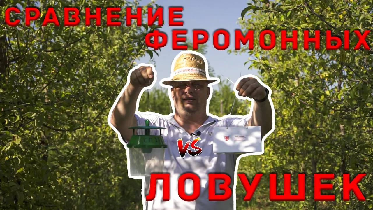 Сравнение феромонных ловушек