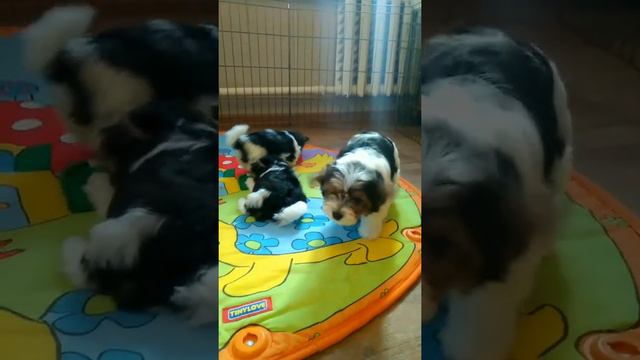 Щенки Бивера!!! Др 18.11.2019г.1