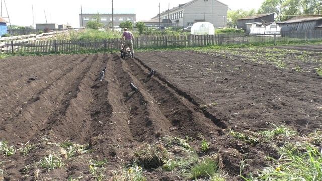 Мотоблок Ока - нарезка гребней и посадка картофеля.