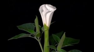 Фарида: "Вальс любви." Автор-Фарида Файзуллина