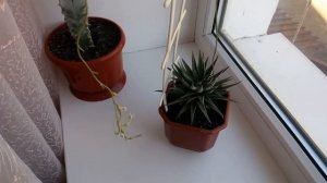 ХАВОРТИЯ .  цветение и простой уход.