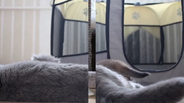 Kittens Play Very Amicably