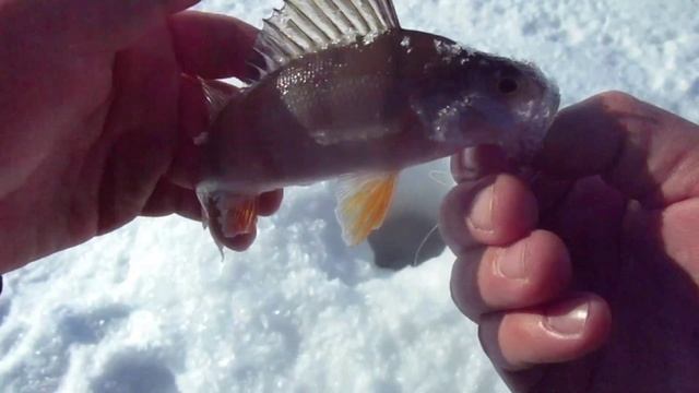 ОКУНЬ НА МОРМЫШКУ И БЛЕСНУ! РЫБАЛКА В ГЛУХОЗИМЬЕ!